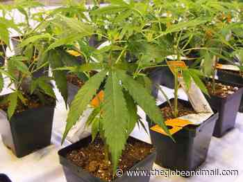 Aurora Cannabis blames $1-billion net loss in Q3 on pricing pressures, COVID-19 - The Globe and Mail