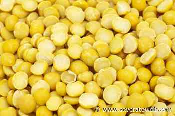 I piselli gialli mostrano risultati promettenti come formaggio di domani - Soverato Web