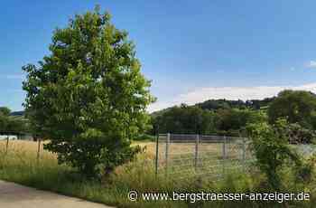 Weg frei für Heppenheimer Hundewiese und Kinder-Spielfläche - Heppenheim - Nachrichten und Informationen - Bergsträßer Anzeiger