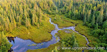 Healthy forests = Clean rivers - upnorthvoice.com - Up North Voice