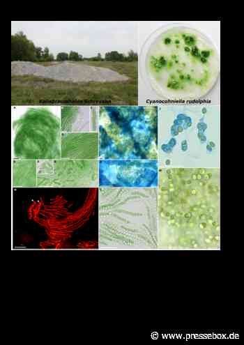 Salzige Angelegenheit: Neue Algenart aus Deutschland mit weitreichenden Folgen - PresseBox