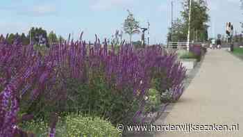 De weelde van de Wijde Wellen in Harderwijk - Harderwijksezaken.nl - Harderwijkse Zaken