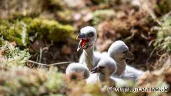 Mehr als ein Drittel der Vogelarten gefährdet – Extremwetterlagen problematisch