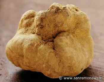 Come comprare i tartufi bianchi d’Alba e farseli portare a casa - SanremoNews.it