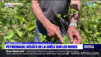 Peymeinade: les dégâts de la grêle sur les roses - BFMTV
