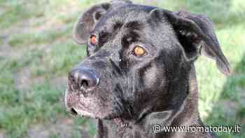 "Gualtieri chiarisca sulla gestione dei canili di Roma"