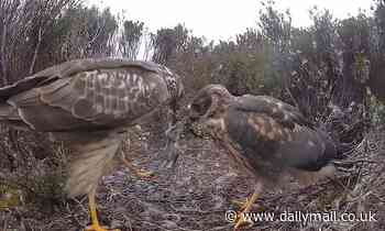 Mesmerising live stream of Hen Harriers nesting in Yorkshire - watch it LIVE HERE 