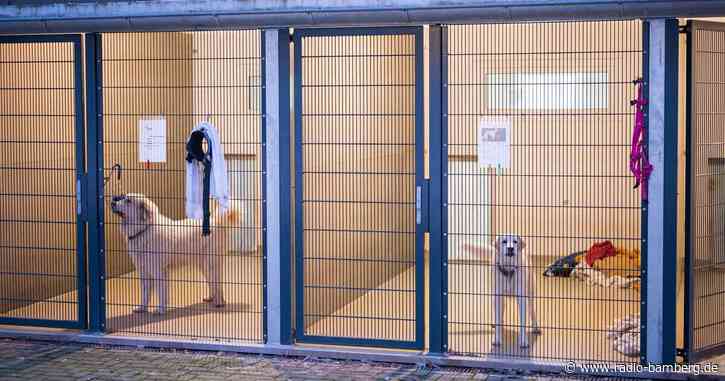 «Komplett unsozialisiert»: Probleme mit «Corona-Hunden»