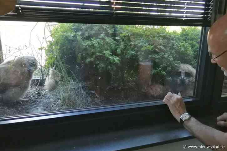 Geelse oehoe zorgt voor ontdekking bij wetenschappers: “Oehoes die in stad geboren worden, beschouwen dat als natuurlijke omgeving”