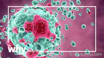 Why has a very small cancer study sent shockwaves through the medical community? - KHOU.com