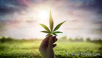 Spain May Legalize Medical Cannabis, But It Won't Relieve Patients' Suffering - Forbes