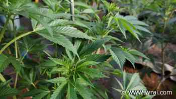 Medical marijuana bill stalls in North Carolina. Why cannabis advocates are frustrated - WRAL News