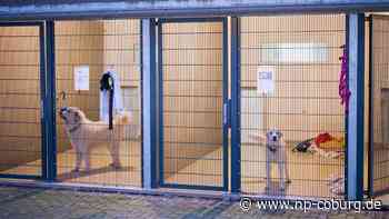 Tiere und Pandemie - Komplett unsozialisiert: Probleme mit Corona-Hunden - Neue Presse Coburg