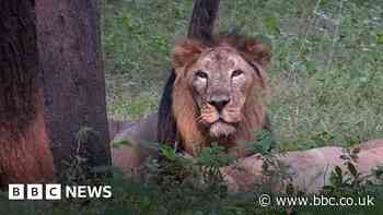 How doctors saved a lion from going blind