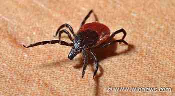 What is Powassan virus? After coronavirus and monkeypox a tick-borne disease that can be fatal - WION