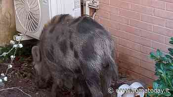 Solengo, il nuovo cinghiale "star" di Talenti