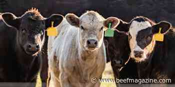 Beef cow slaughter continues unabated