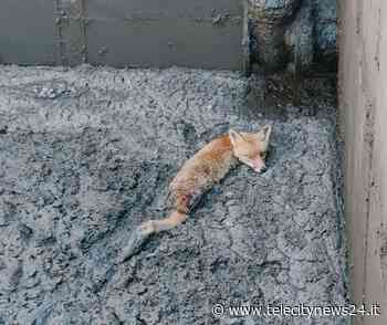 Acqui Terme, personale di AMAG Reti Idriche salva volpe caduta in una vasca - Telecity News 24