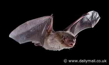 Pet moggies should be kept indoors at night to protect vulnerable species, experts say 