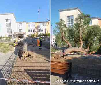 Tragedia sfiorata ad Agropoli, albero crolla davanti al seggio elettorale - Positano Notizie