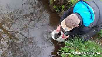 Erfolgreiche Wiederaufwertung des Schwarzmoosbachs in Eiselfing