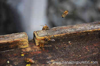 VIDEO: Vancouver rooftops home to a new breed of honey bee: one made to survive