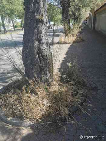 “Ricordi? Proprio qui (una volta) sbocciavan le violette”. Mentre adesso… - tgvercelli.it