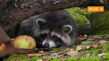 Der Waschbär breitet sich im Landkreis Neu-Ulm immer mehr aus