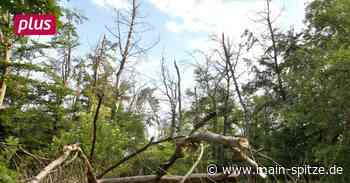 Griesheim und Weiterstadt wollen ihre Wälder nicht aufgeben - Main-Spitze