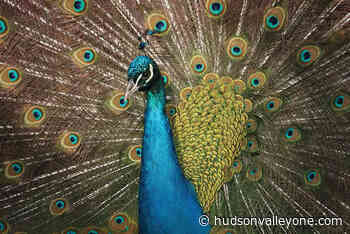 50th anniversary of Forsyth Nature Center in Kingston - Hudson Valley One