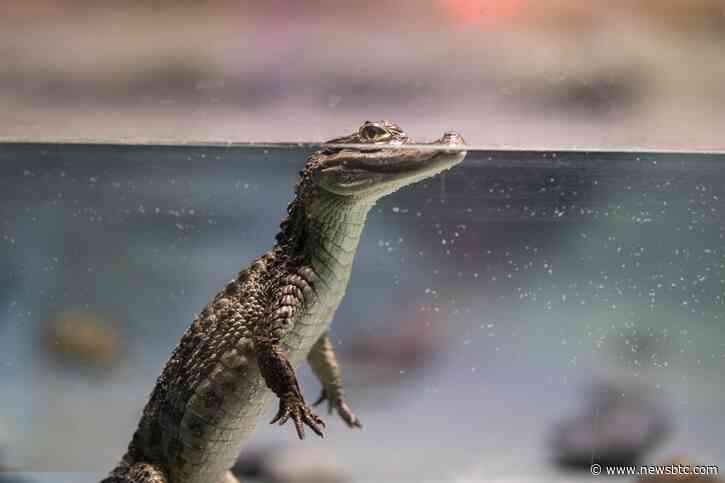 Lacoste makes its way into the web3 ecosystem with UNDW3