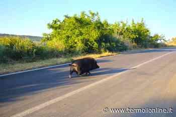 Termoli: Una domenica bestiale - Termoli Online