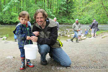 Salmon fry release marks Father's Day in Maple Ridge - Maple Ridge News