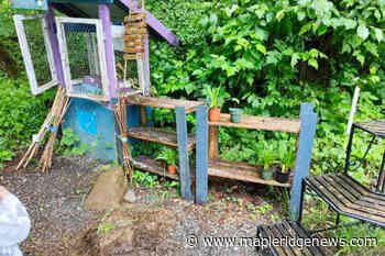 Whonnock Giant Pumpkin Contest almost derailed by theft of plants – Maple Ridge News - Maple Ridge News