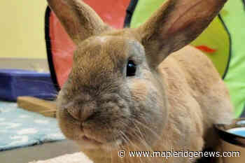 Maple Ridge SPCA inviting animal lovers to Lock-in for Love - Maple Ridge News