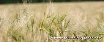 Invasion russe: l’Ukraine a perdu «un quart de ses terres cultivables»