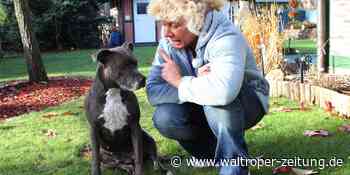 Hundesteuer im Kreis RE: Dorsten, Waltrop und Herten sind teure Pflaster - Waltroper Zeitung