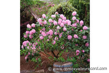 DUCHESS OF DIRT: Scintillation and horrors in the garden - Comox Valley Record