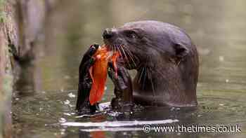 Lock up your koi carp, the otters are about - The Times
