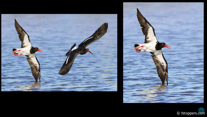 Can Modern Supertelephoto Zoom Lenses Replace Expensive Primes?