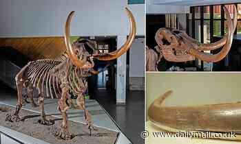 Ice Age mastodon tusk in Indiana shows extinct animal died 100 miles from home