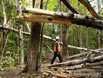 Conroy Pit among sites still closed as NCC clears trees toppled 'like a stack of dominoes' by May 21 storm