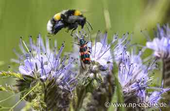 Forstbetrieb Rothenkirchen - Das grüne Netzwerk gedeiht - Neue Presse Coburg