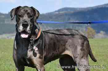 Im Tierheim Kronach wartet XXL-Schmusebacke - Fränkischer Tag