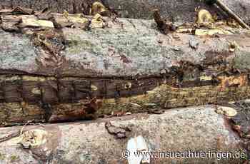 Politische Einflüsse wirken sich aus - Ansturm auf Schmalkalder Holz - inSüdthüringen