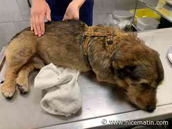 Un homme incarcéré après avoir massacré un chien à Nice