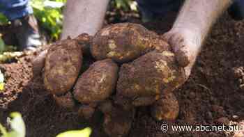 Potatoes help power McCains move to get off the grid