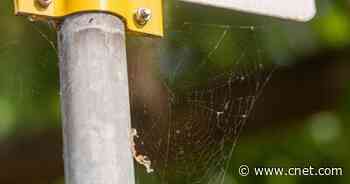 Spider Webs Could Help Track Microplastics in the Air We Breathe     - CNET