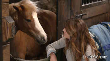 The horses at Gateway HorseWorks are helping people heal from trauma