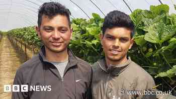 UK farmers turn to Nepal and Tajikistan for fruit pickers